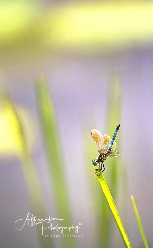 2018-07-16 001 120 - Copy new sized-1.jpg