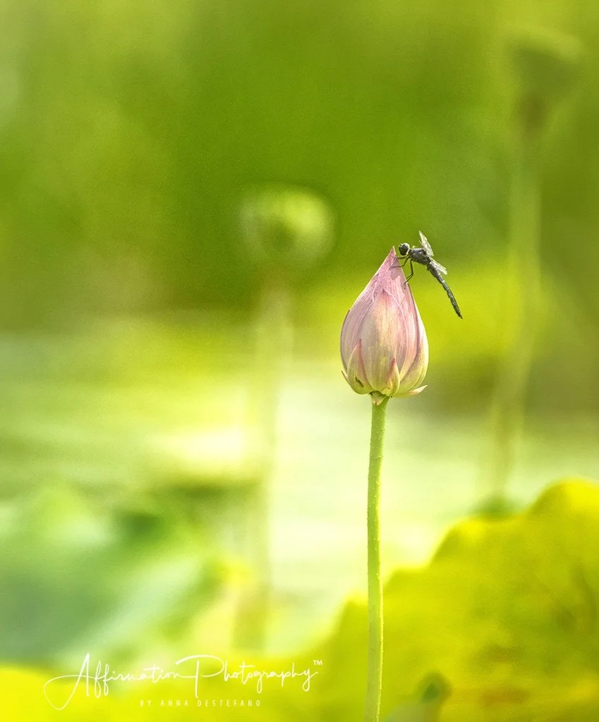 2018-07-16 001 155 - Copy new sized-1.jpg