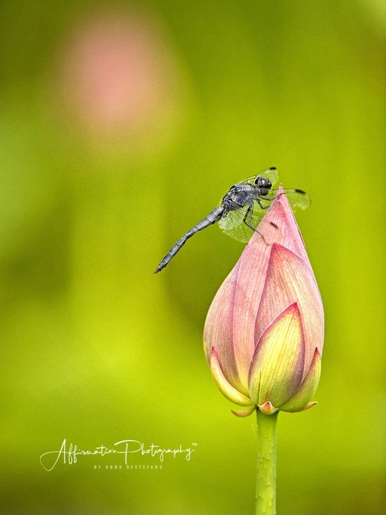 2018-07-16 001 236 - Copy new sized-1.jpg