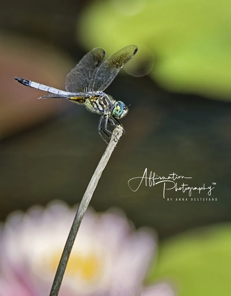 2019-05-06 001 237 - Copy DENOISE-denoise-1 SIZED.jpg