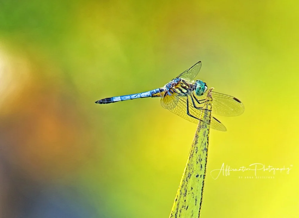 2018-07-13 001 297 - Copy JPG1-1.jpg