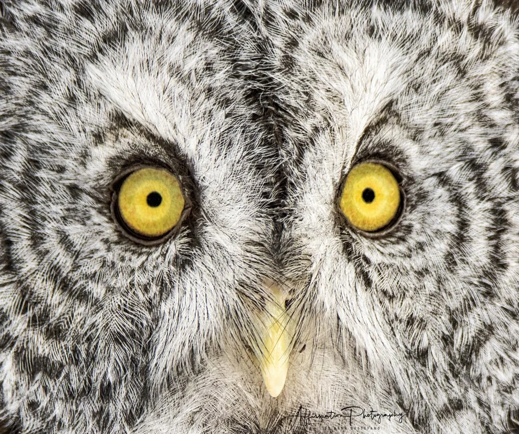 2020-01-04 002 230 - Copy CROPPED merged-1 SIZED.jpg