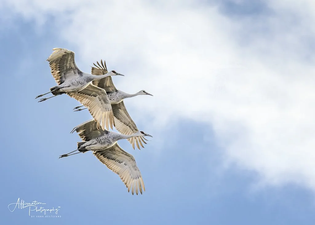 2020-12-17 003 403-Edit merged CROP 2-1 SIZED.jpg