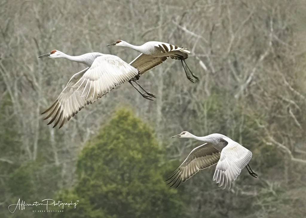 2020-12-17 001 1046-Edit MERGED-1 SIZED.jpg