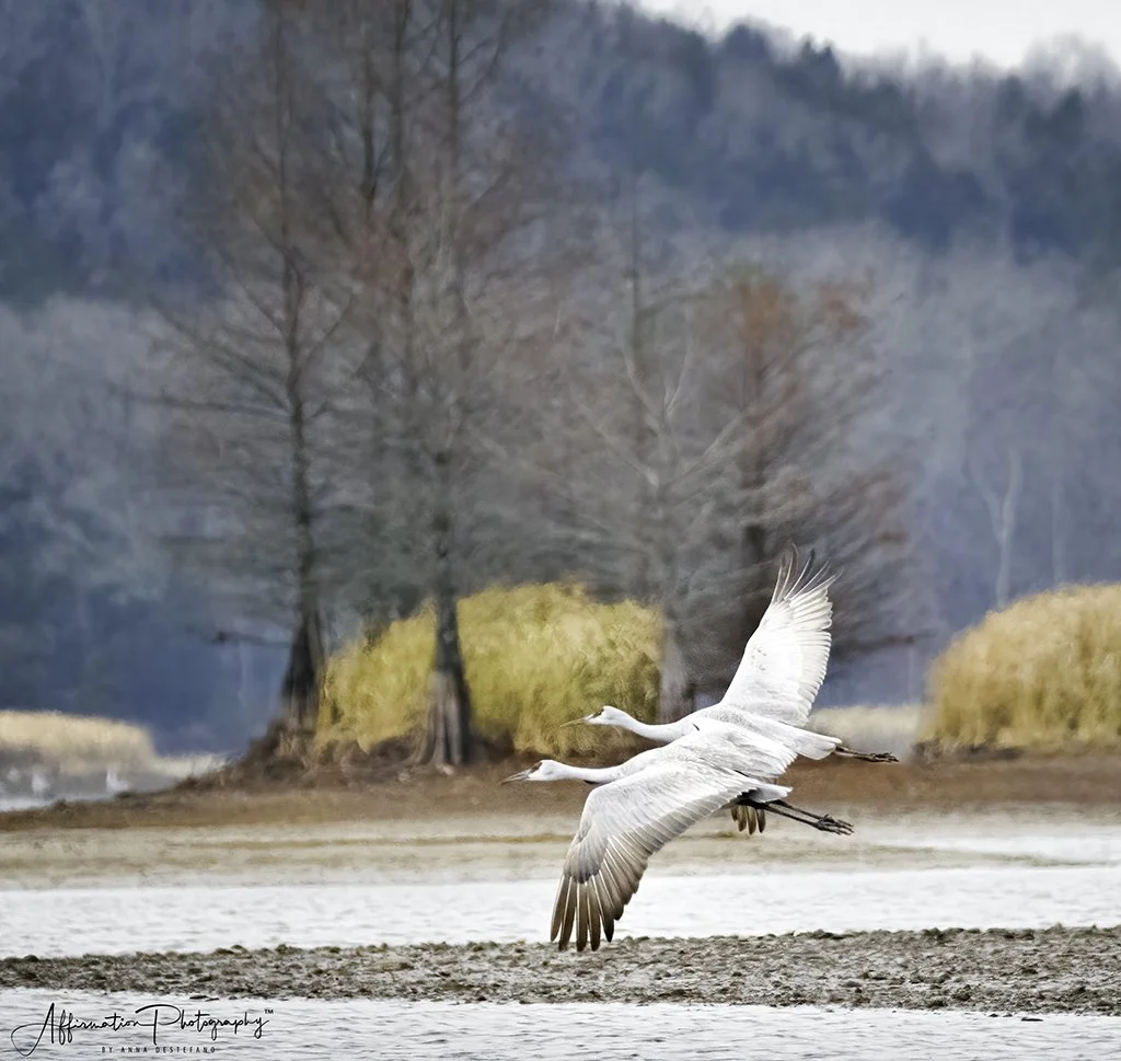 2020-12-17 002 562 merged 2-1 SIZED.jpg