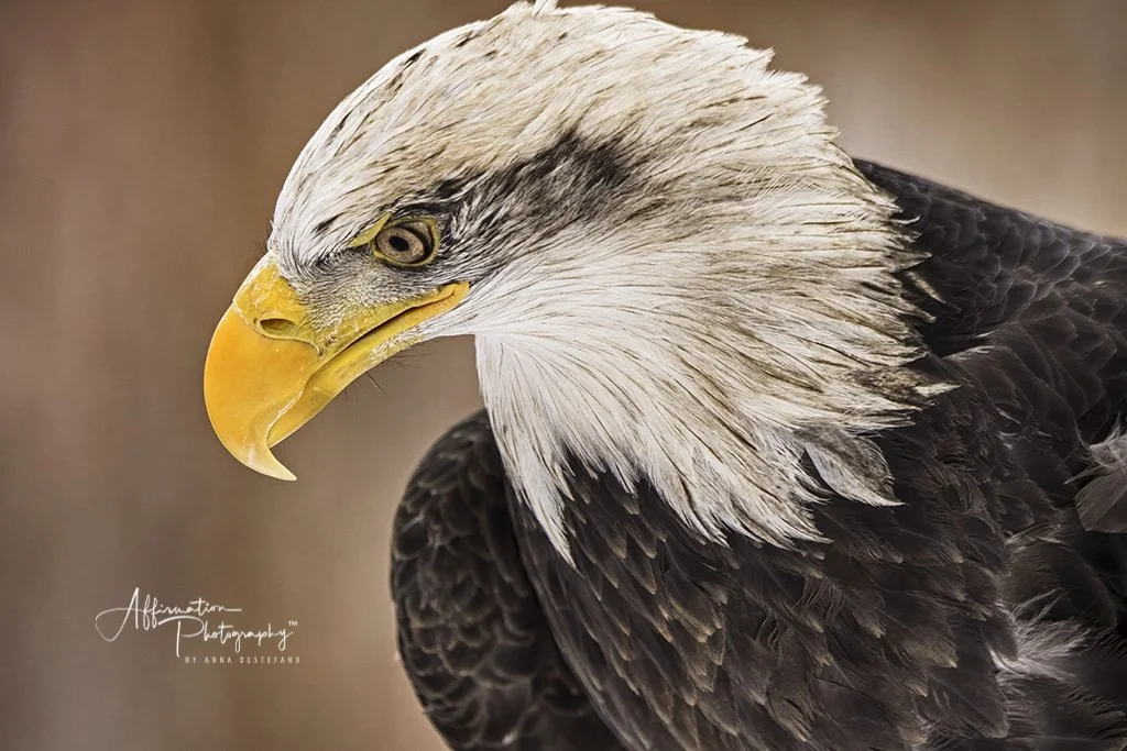 2020-01-04 002 639 - Copy-denoise MERGED 2 SIZED-1.jpg