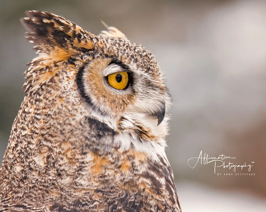 2020-01-04 002 597 - Copy-denoise-1 SIZED.jpg