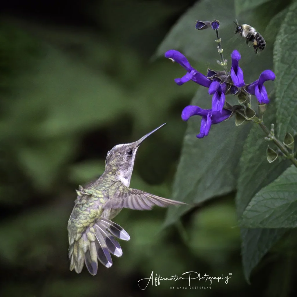 2020-07-24 001 089 - Copy-denoise-Edit MERGED 3-1 SIZED.jpg