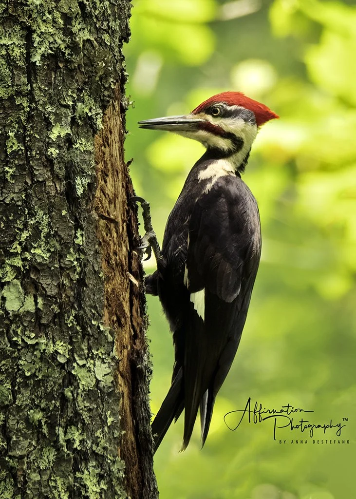 2021-05-14 001 347-Edit merged-1 SIZED.jpg