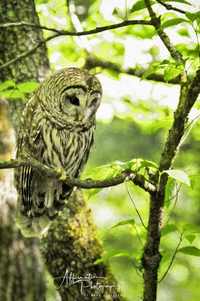 2021-05-15 002 256 topaz 3 SIZED-1.jpg