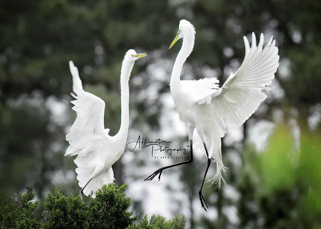 2024-03-25 002 372 copy-1 sized.jpg