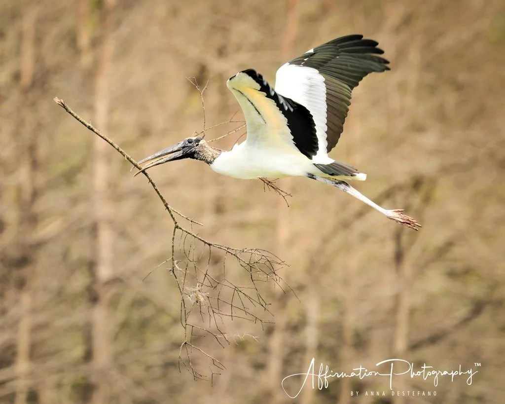 2025-03-20 002 205-1 sized.jpg