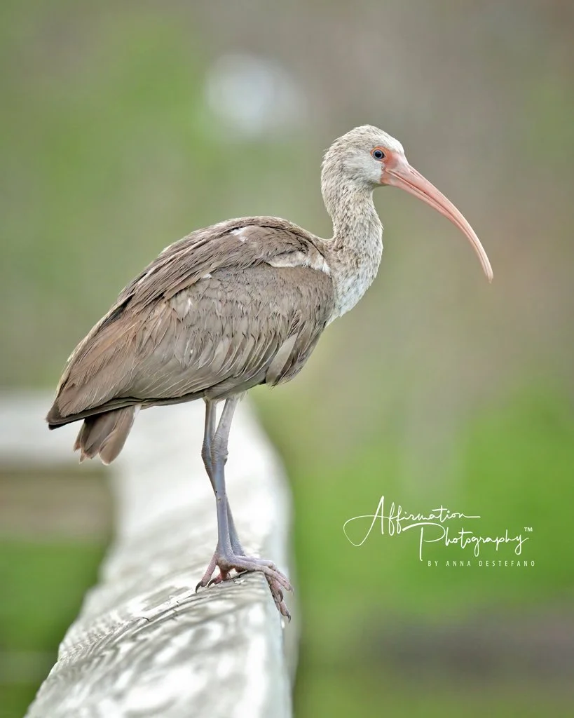 2025-03-18 004 252-1 SIZED.jpg