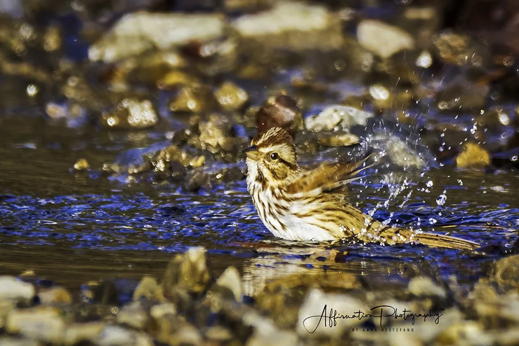 2020-11-04 001 1797-Edit-1 sized.jpg