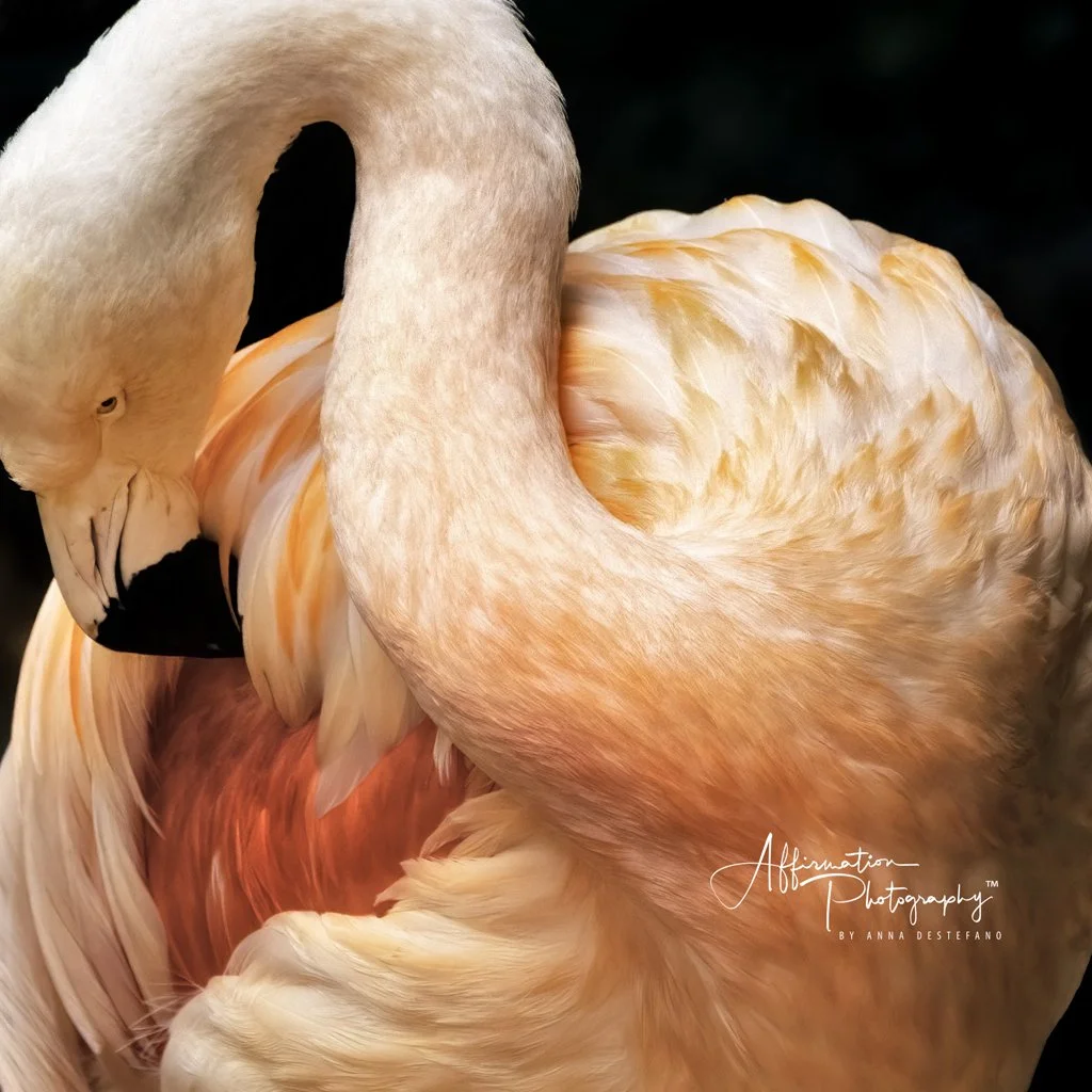 2019-07-21 001 1565 - Copy-denoise crop merged 2-1.jpg