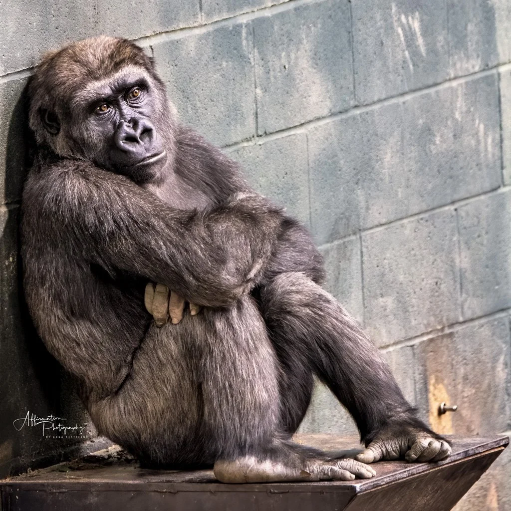 2019-04-17 001 877 - Copy-denoise merged 4-1 SIZED.jpg