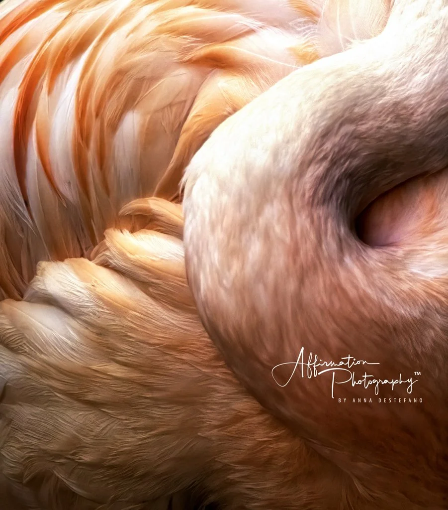 2019-07-21 001 1658 - Copy-denoise merged cropped 2 merged 4-1.jpg