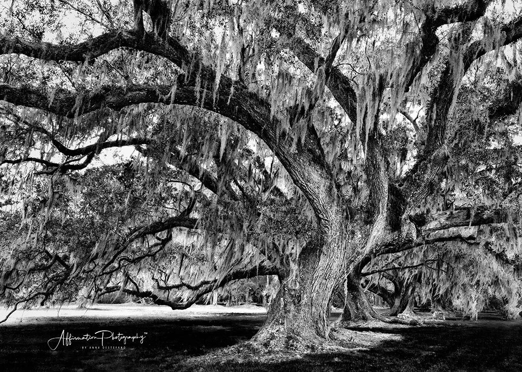 2021-03-06 003 005 MERGED BW PS-1 SIZED.jpg