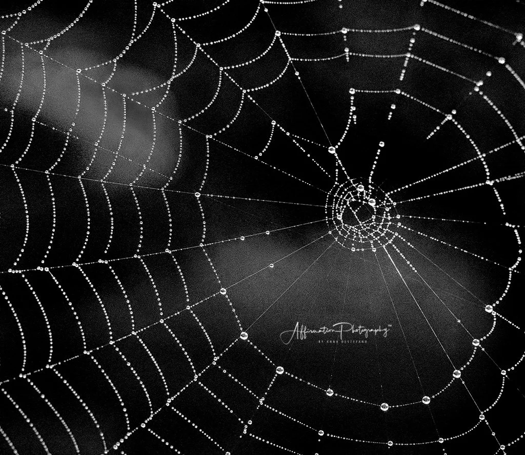 2017-11-06 001 181 CROP 2 NEW BW MERGED HIGH STRUCTURE SMOOTH SIZED-1.jpg