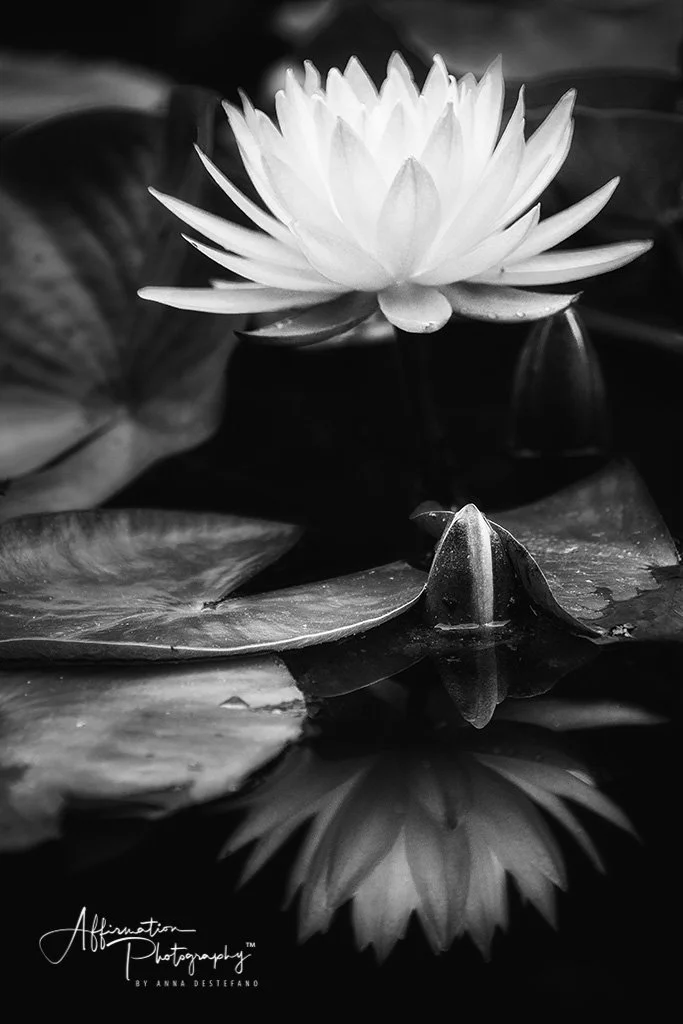 2018-05-15 001 407 BW LOW KEY SIZED-1.jpg