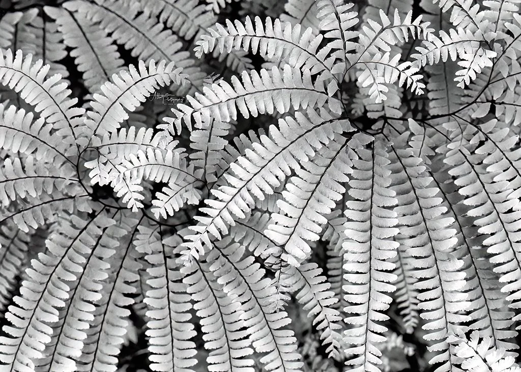 2024-04-25 001 1607-1 SIZED.jpg