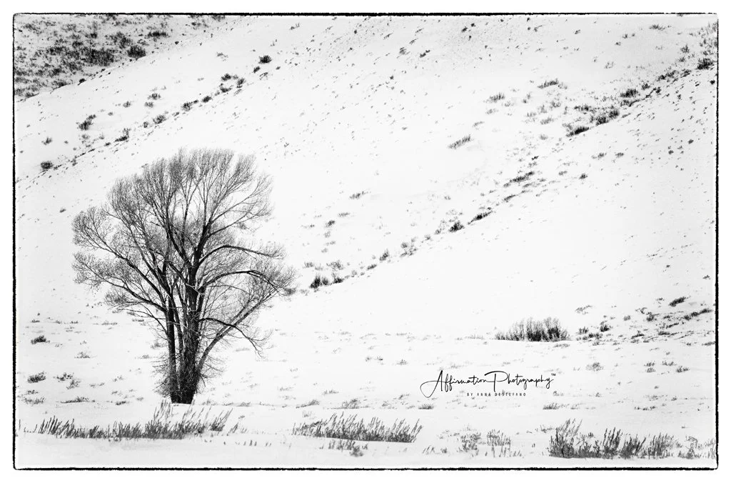 2020-01-03 001 588 - Copy MERGED'-denoise MERGED 2 BW-denoise-1.jpg