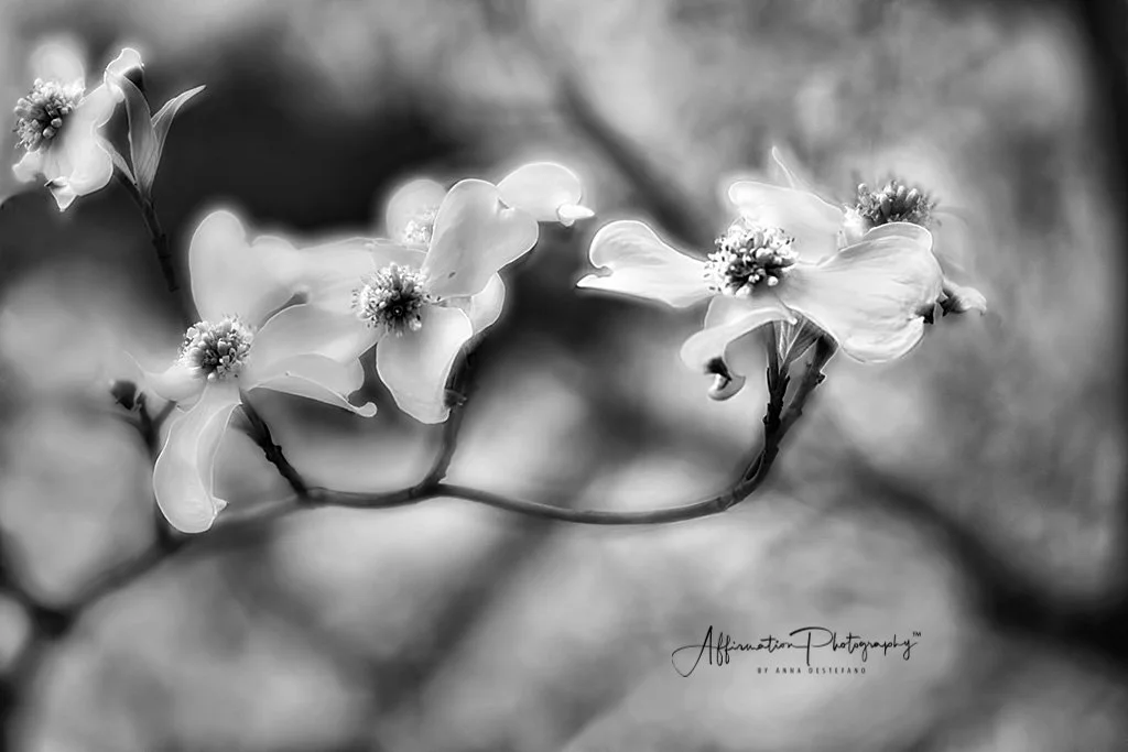 2018-03-27 001 097 infared MERGED 2 b&w FINE ART PROCESS SIZED - Copy-1.jpg