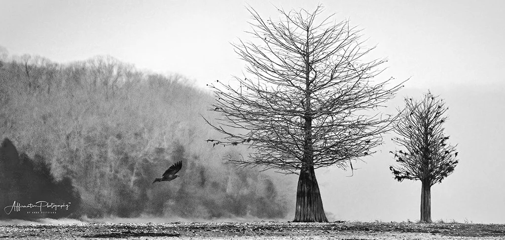 2020-12-17 001 878-Edit merged 2 BW NO COLOR-1 SIZED.jpg