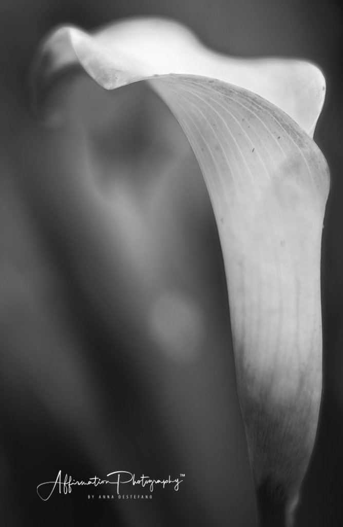 2018-06-03 001 048 MERGED 2 - BW SIZED - Copy-1.jpg