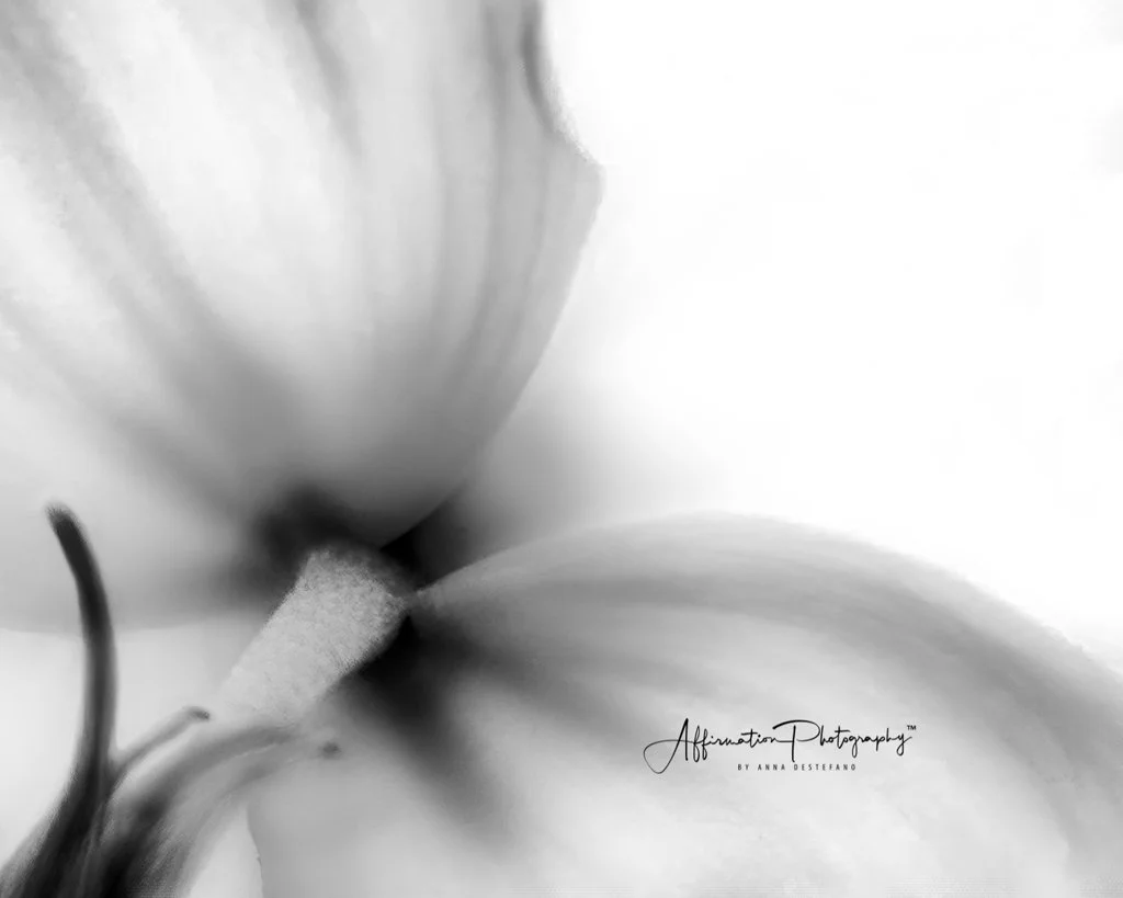 2018-03-28 001 050 BW OVEREXPOSED-denoise cropped merged 4-1.jpg