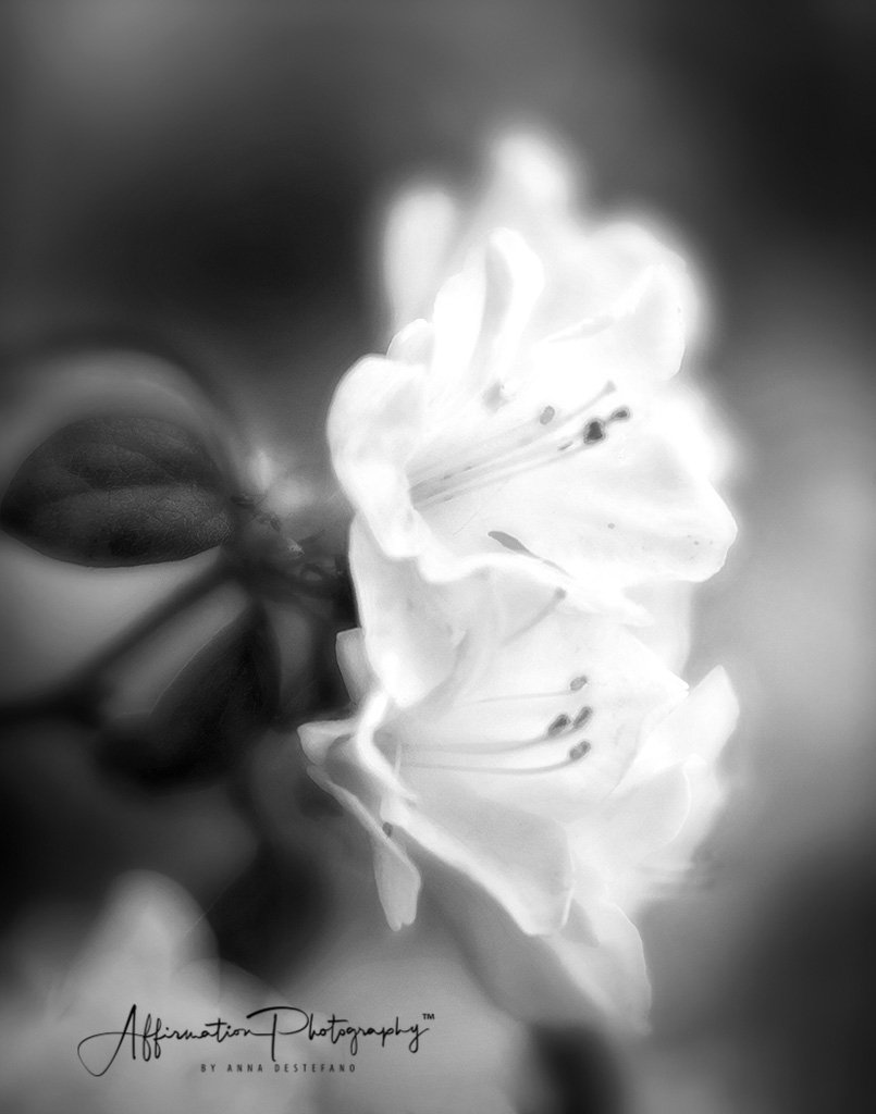 2018-04-01 001 229 BRIGHTER - b&w merged sized-1.jpg