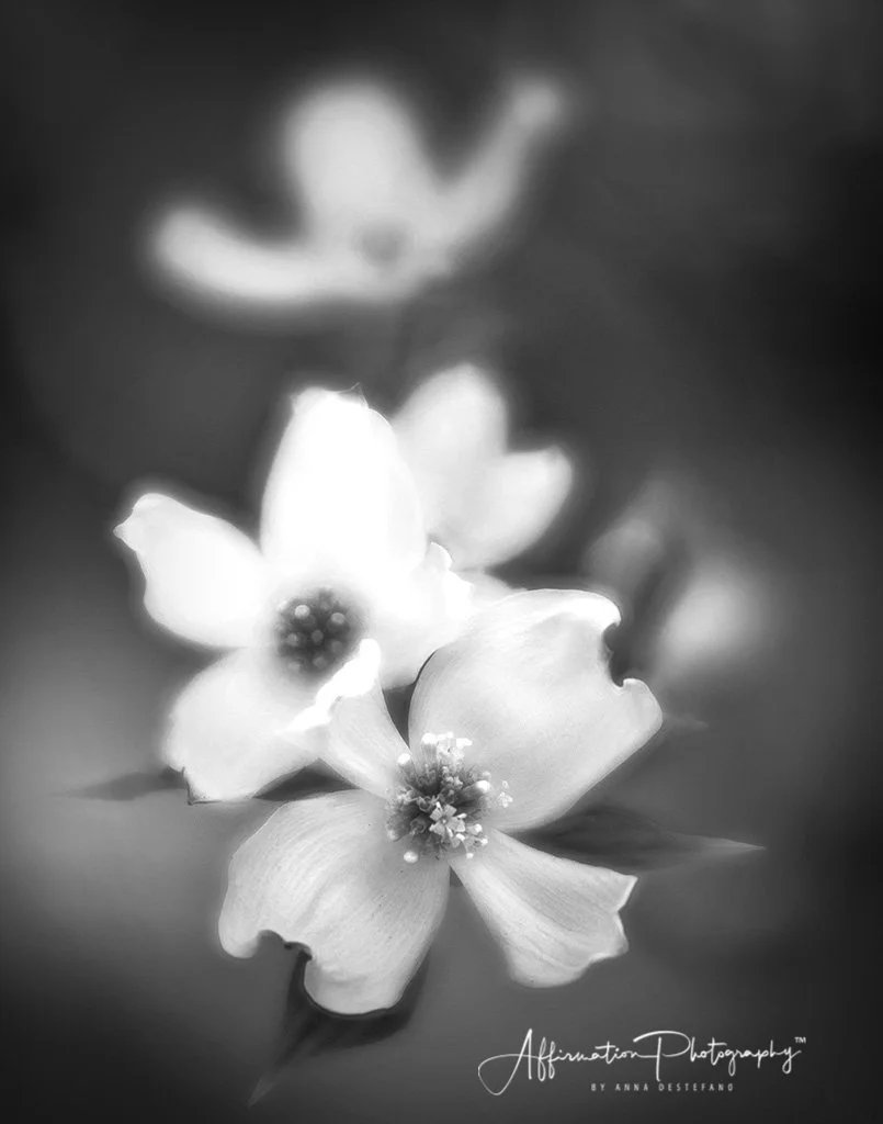 2018-04-01 001 273 B&W MERGED 1 FAP sized-1.jpg