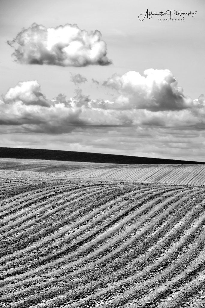 2022-05-23 001 127-Edit MERGED 2 BW-1 sized.jpg