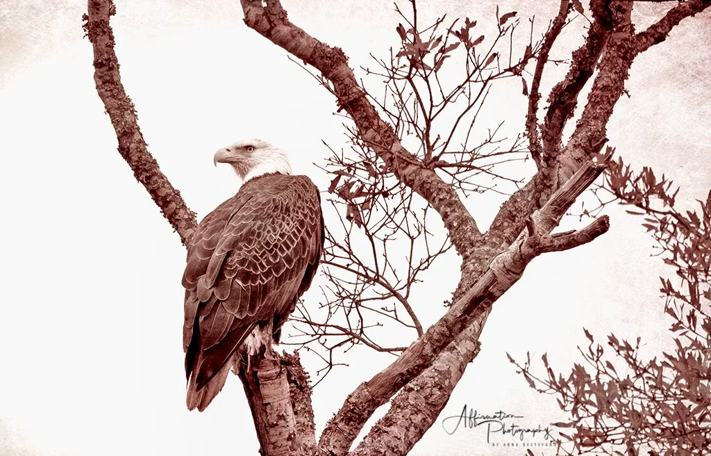 2021-03-02 001 238 merged SEPIA-Edit SIZED-1.jpg