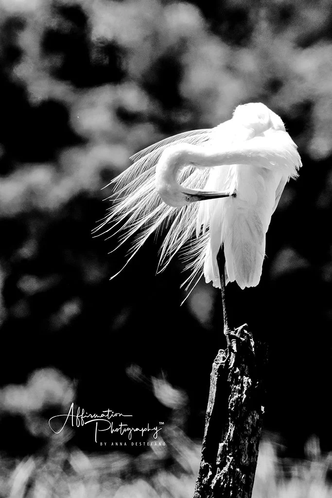 2022-04-20 001 811 merged-1 SIZED.jpg