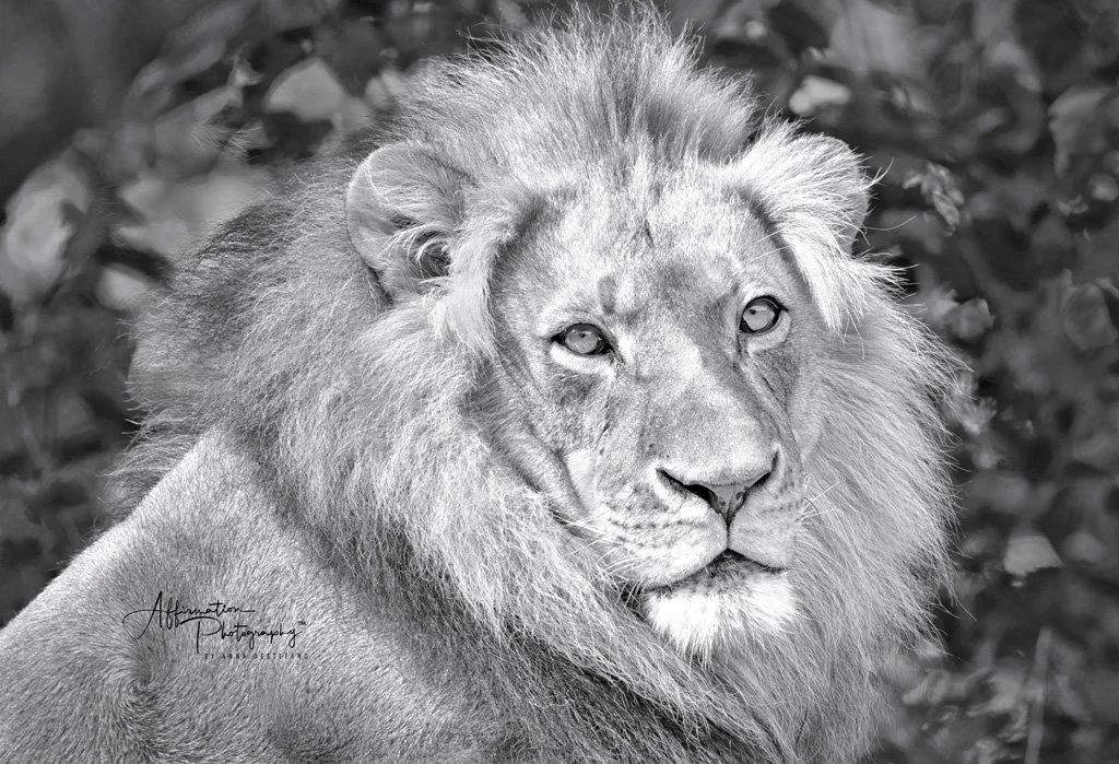 2019-04-17 001 021 - Copy MERGED BW SILVER EFEX MERGED-1 SIZED.jpg