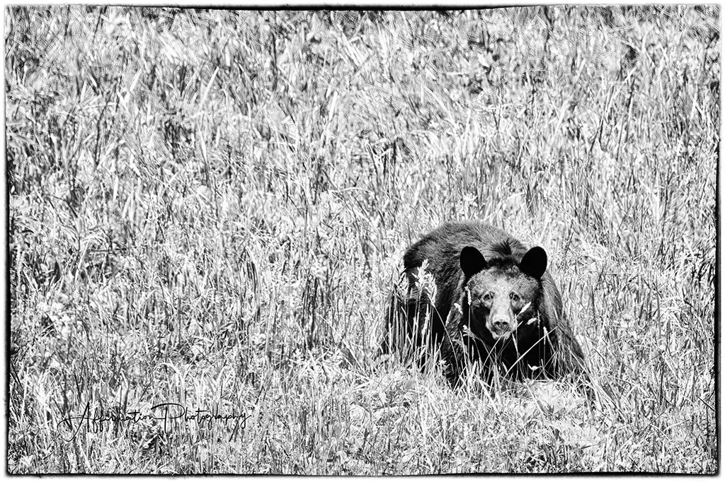 2021-06-04 001 471 merged bw-1 SIZED.jpg