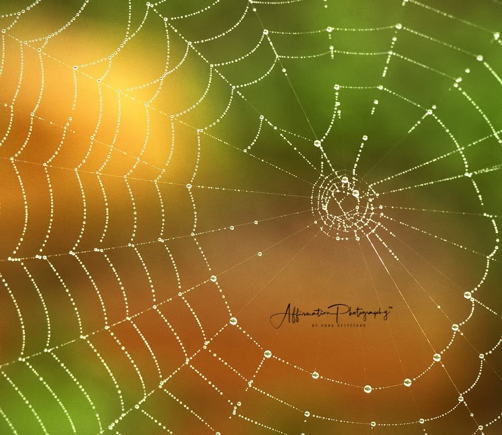 2017-11-06 001 181 CROP 2 NEW SIZED-1.jpg