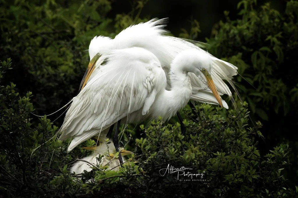 2023-04-09 001 024-Edit MERGED-1 SIZED.jpg