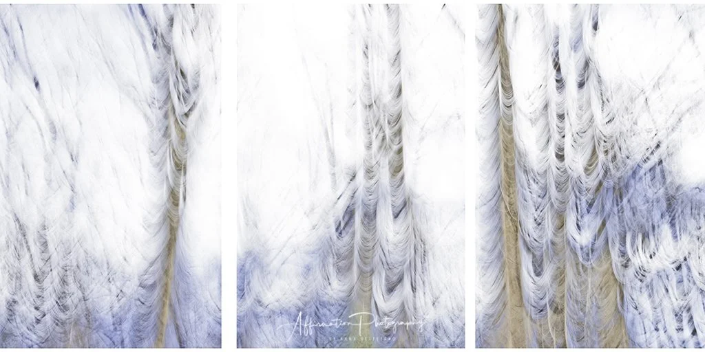 2022-01-24 001 409 merged CROP 3 SERIES PANELS sized-1.jpg