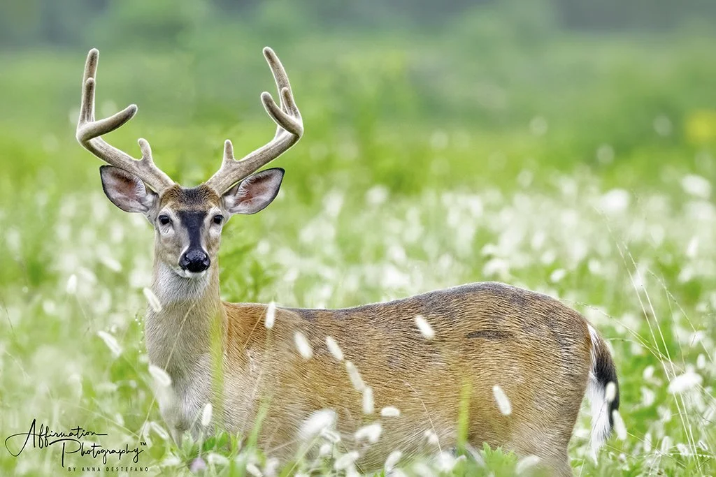 2021-08-20 002 155 merged 4-1 SIZED.jpg