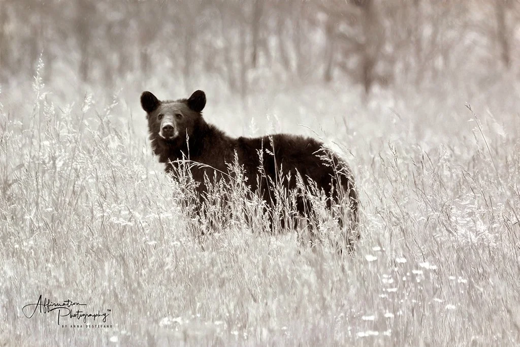 2021-06-03 004 172-Edit merged 3 1950S PRINT-1 SIZED.jpg