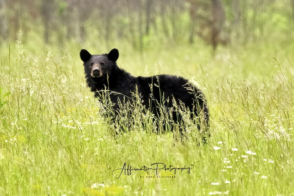 2021-06-03 004 172-Edit merged cropped-1 sized.jpg