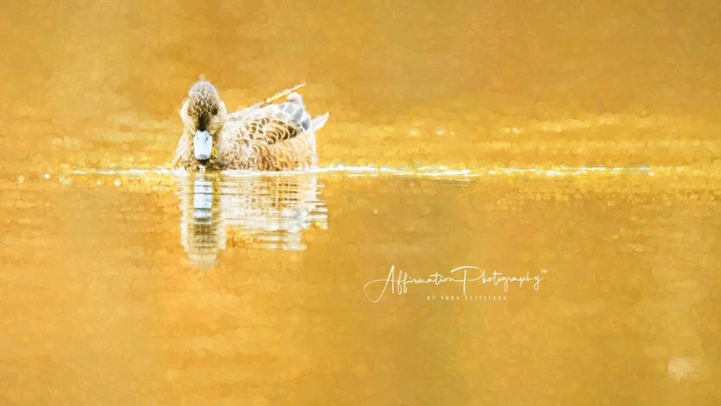 2020-02-17 002 657-denoise MERGED cropped TOPAZ brighter-1 SIZED.jpg