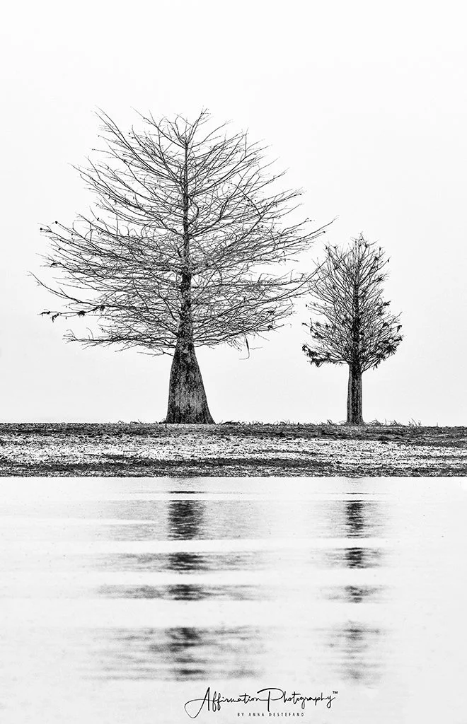 2020-12-15 002 498-Edit merged 2-1 sized.jpg