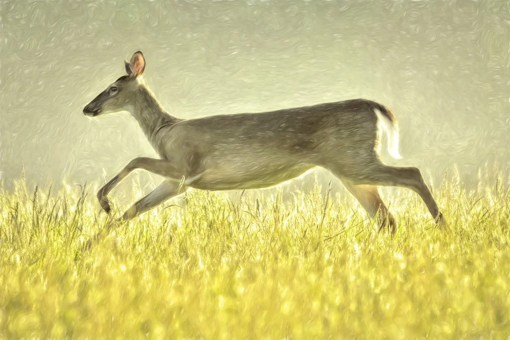 2021-05-15 001 055-Edit merged ILLUSTRATED SIZED.jpg