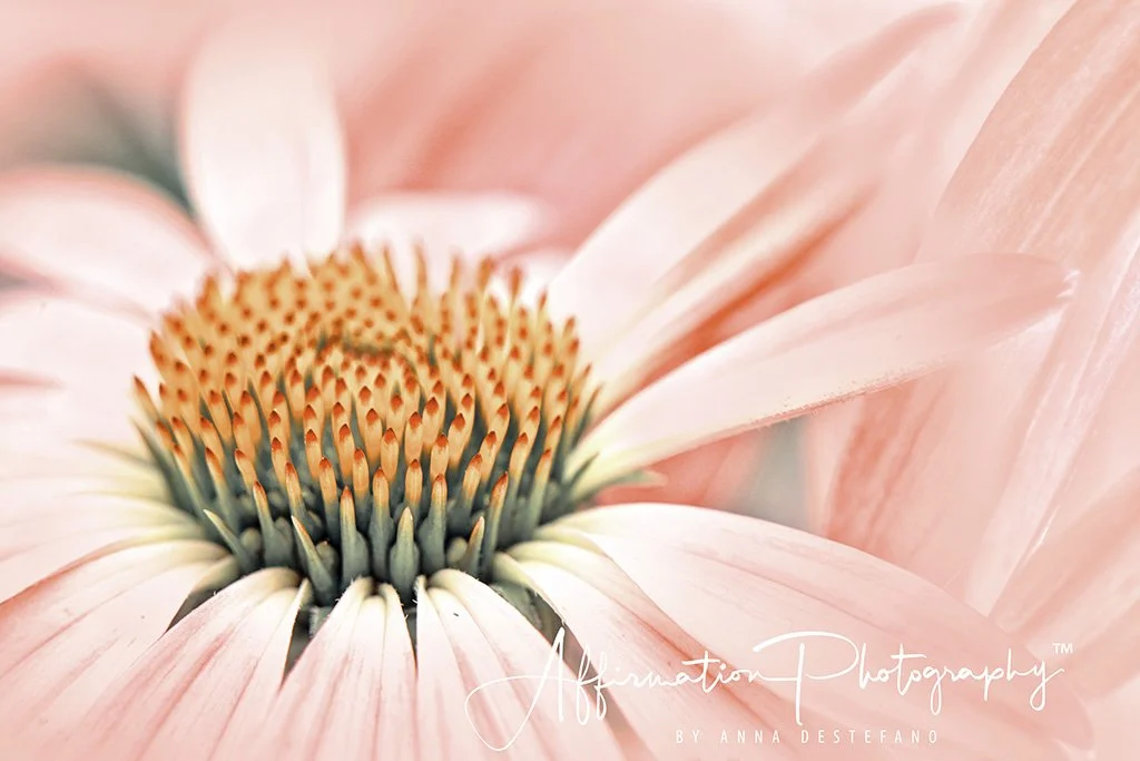 2019-06-27 002 448 - Copy TOPAZ VERITONE merged 2 kim-1 SIZED.jpg