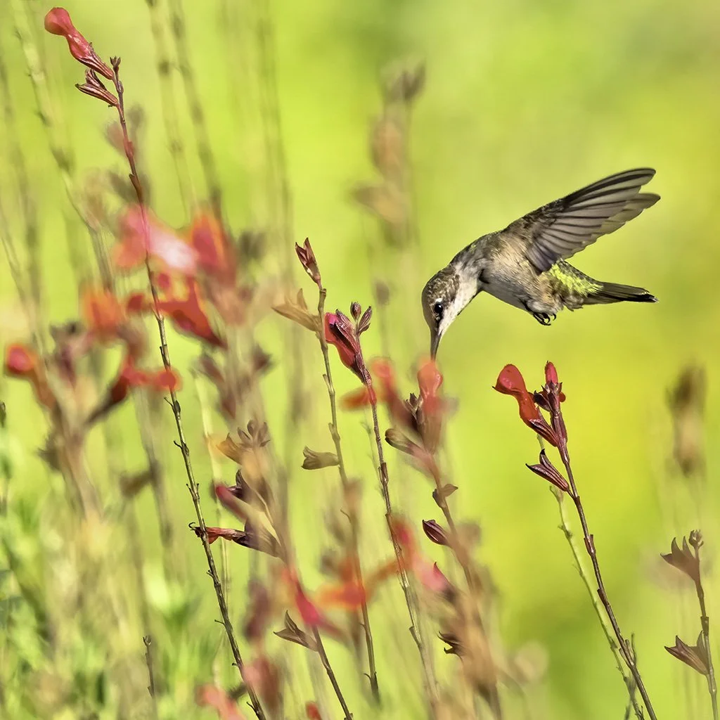 20200727 Waggoner LOW RES.jpg