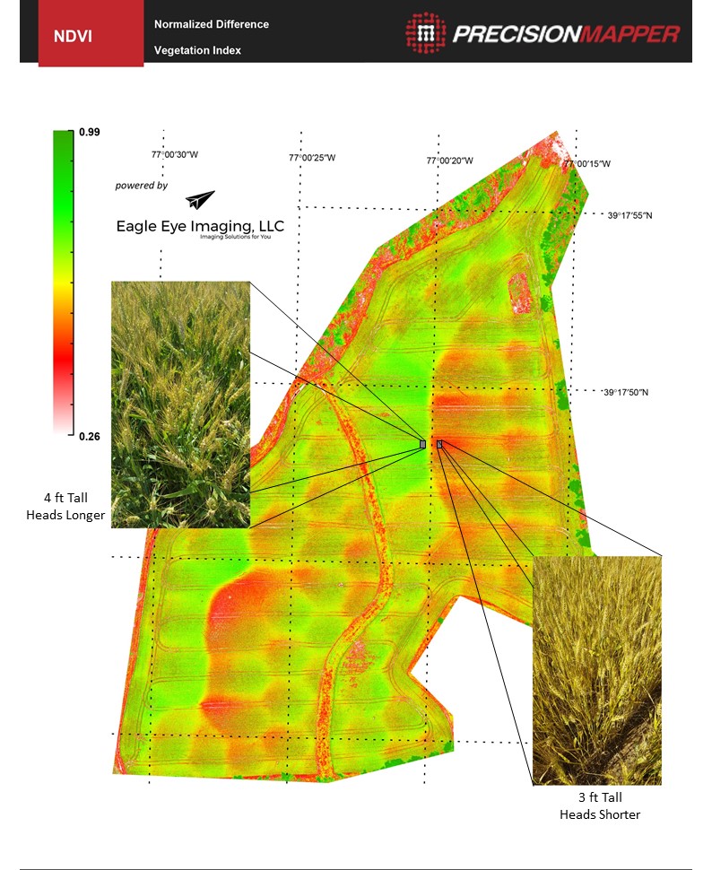 Wheat NDVI.jpg