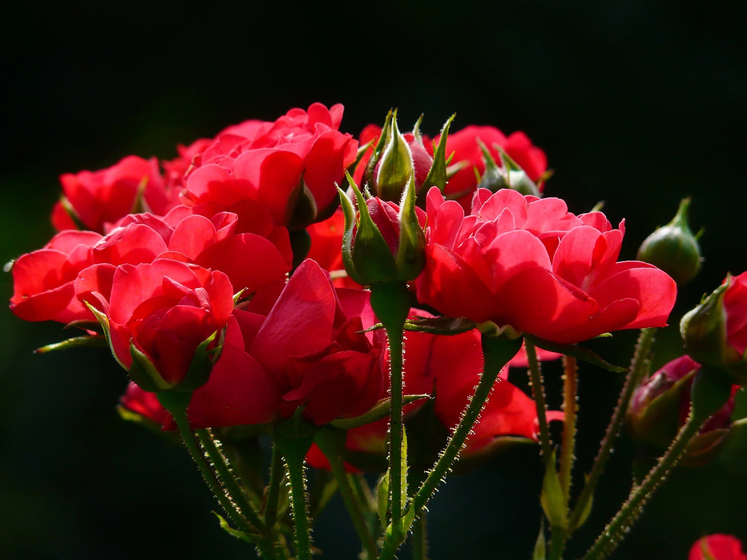 rose1.jpeg